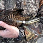 bonus band on eider