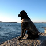 Kinky Keeping a sharp eye out for Sea Ducks