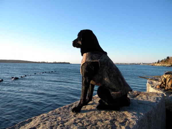 Kinky Keeping a sharp eye out for Sea Ducks