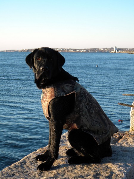 My hunting dog Kinky